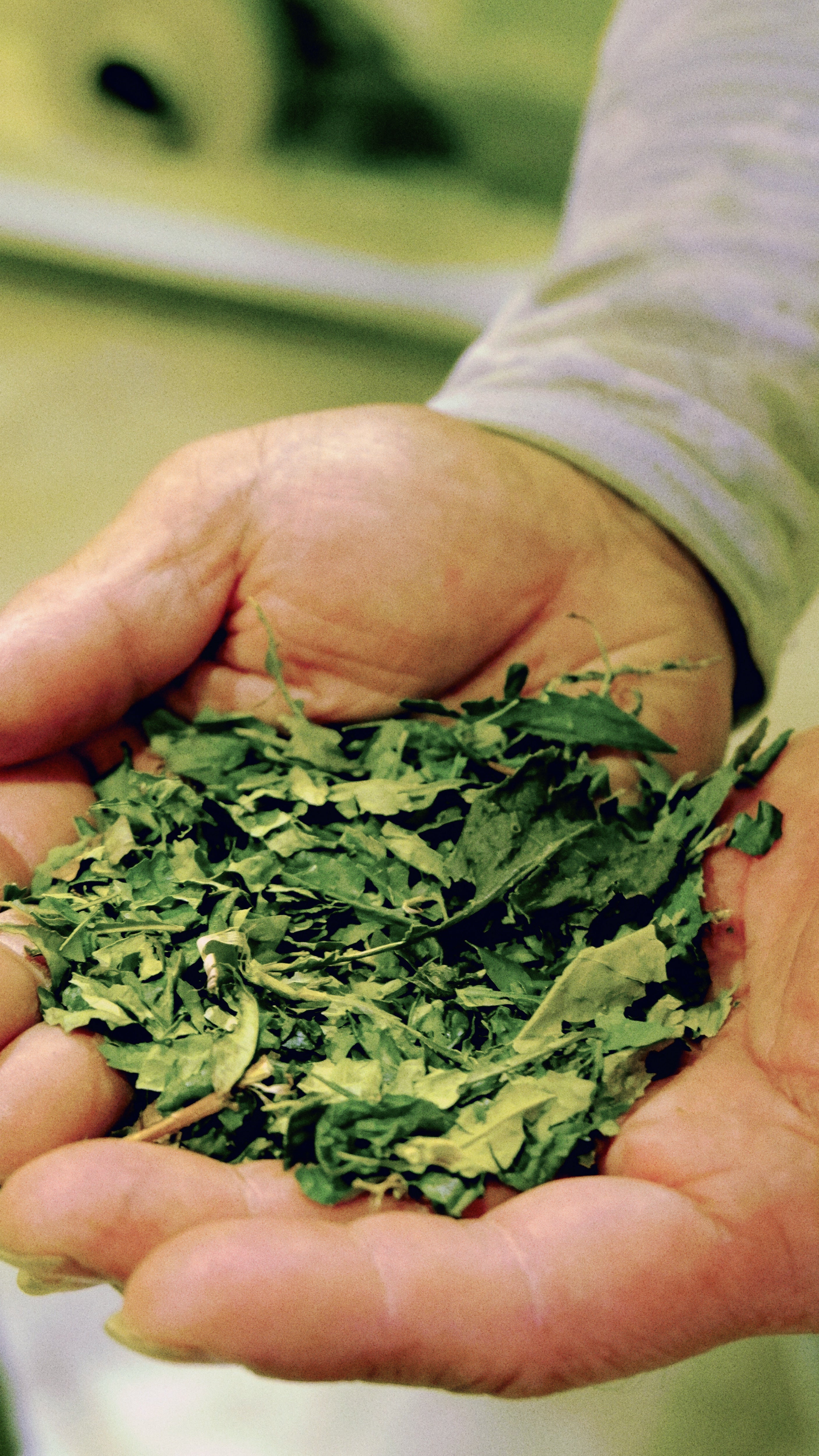 Mt. Fuji Sencha Loose Tea Leaves