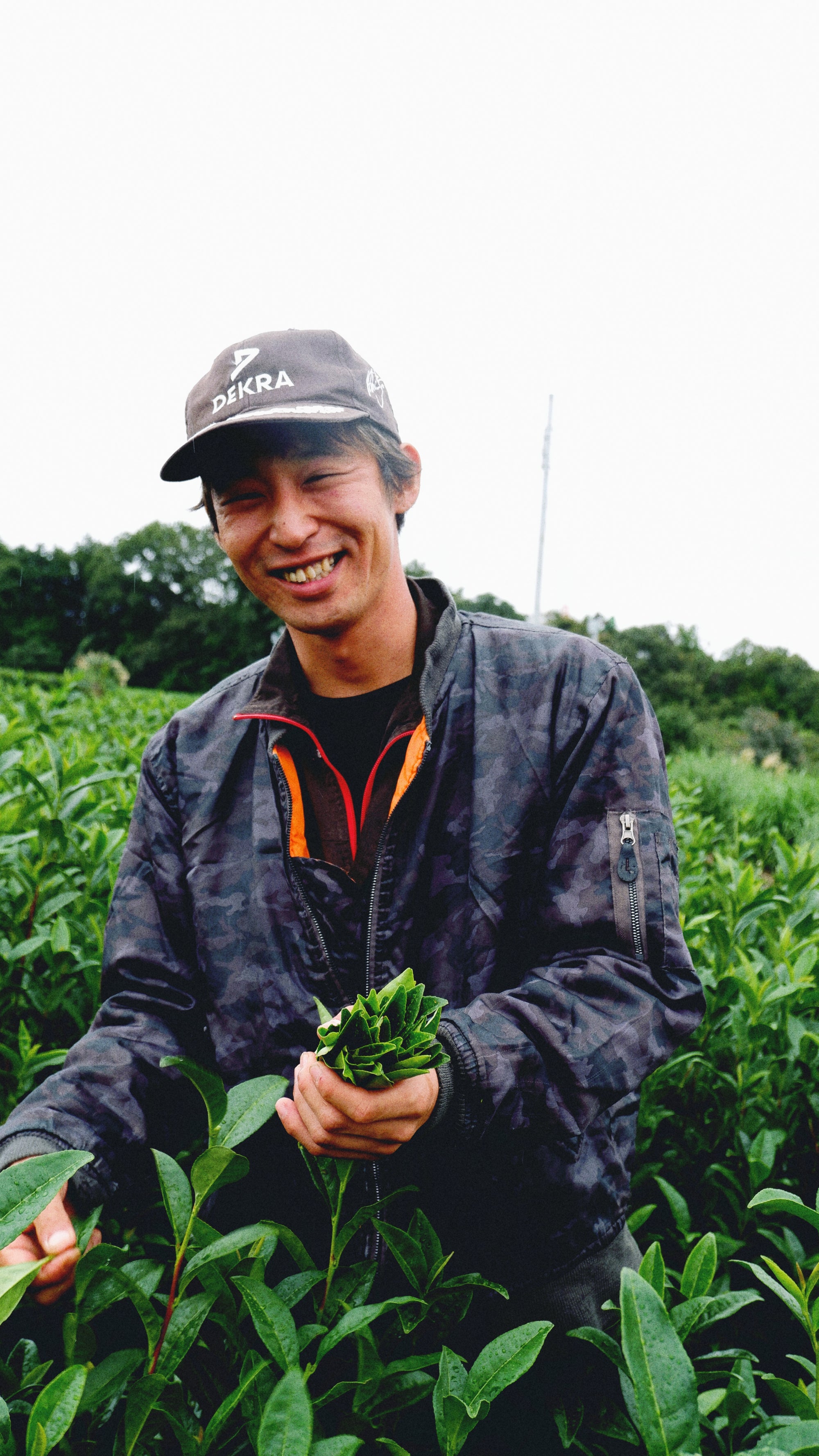 Tea farm in Shizuoka